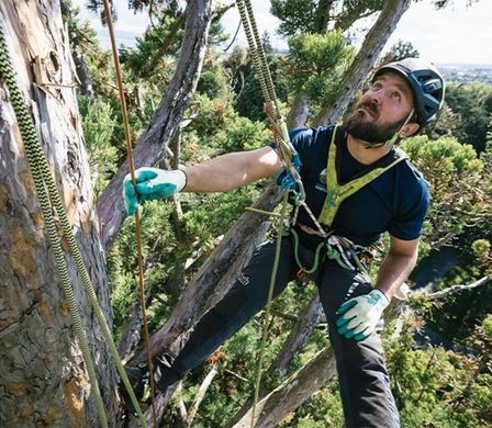 Мотузка статична з кінцевиком Edelrid Woodpecker Weblink 11.7 мм Жовтий Мотузка статична з кінцевиком Edelrid Woodpecker Weblink 11.7 мм Жовтий фото