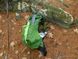Рюкзак Osprey Exos от 38 до 58 л  Зелёный фото high-res